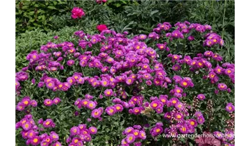 Gartenbaumschule Becker