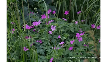 Gartenbaumschule Becker