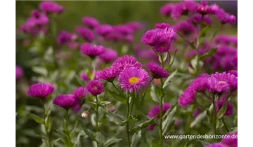 Gartenbaumschule Becker