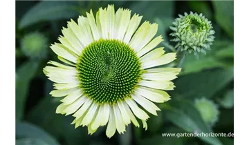 Gartenbaumschule Becker