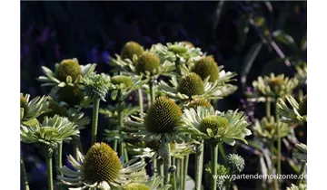 Gartenbaumschule Becker