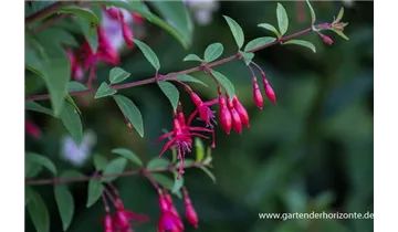 Gartenbaumschule Becker