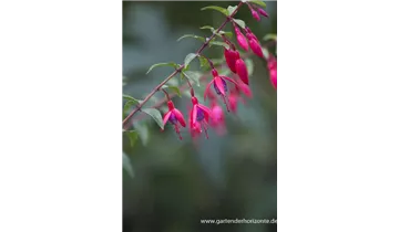 Gartenbaumschule Becker