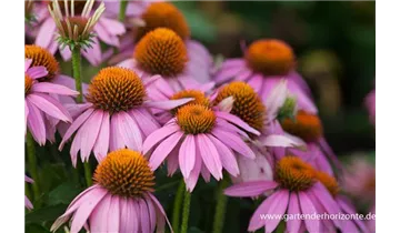 Gartenbaumschule Becker