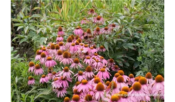 Gartenbaumschule Becker
