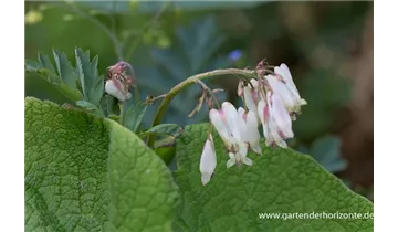 Gartenbaumschule Becker