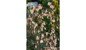 Gartenbaumschule Becker