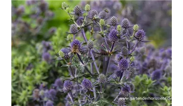 Gartenbaumschule Becker