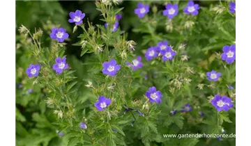 Gartenbaumschule Becker