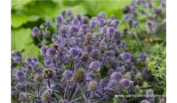 Gartenbaumschule Becker