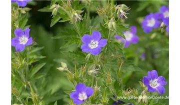 Gartenbaumschule Becker