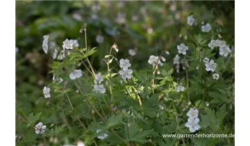 Gartenbaumschule Becker