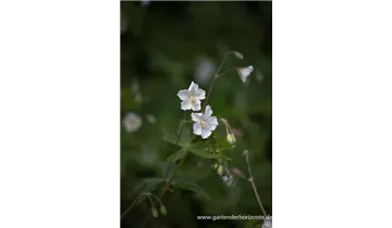 Gartenbaumschule Becker