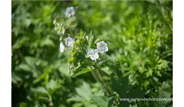 Gartenbaumschule Becker