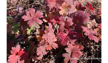 Gartenbaumschule Becker