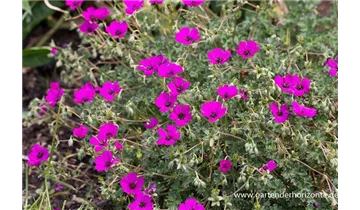 Gartenbaumschule Becker