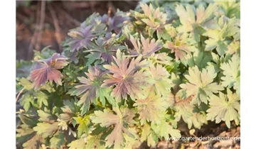 Gartenbaumschule Becker