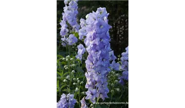 Gartenbaumschule Becker
