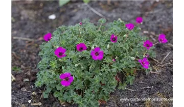 Gartenbaumschule Becker