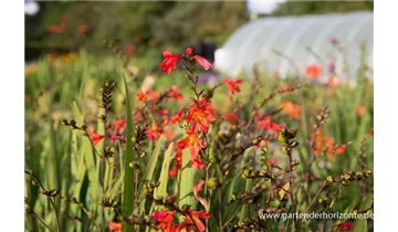 Gartenbaumschule Becker