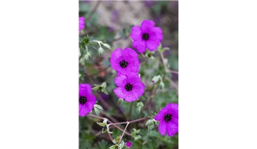 Gartenbaumschule Becker