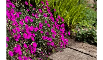 Gartenbaumschule Becker