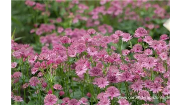 Gartenbaumschule Becker
