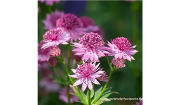 Gartenbaumschule Becker