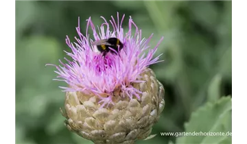 Gartenbaumschule Becker