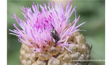 Gartenbaumschule Becker