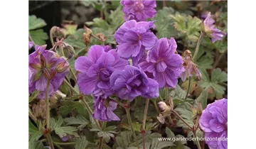 Gartenbaumschule Becker