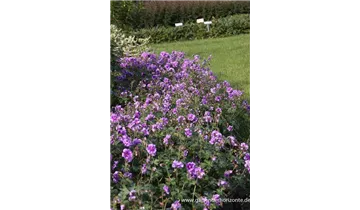 Gartenbaumschule Becker