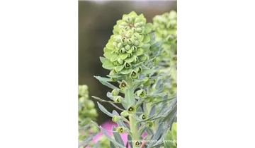 Gartenbaumschule Becker