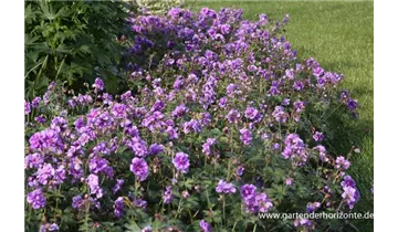 Gartenbaumschule Becker