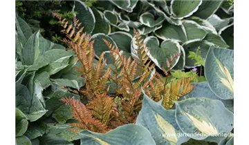 Gartenbaumschule Becker