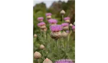 Gartenbaumschule Becker