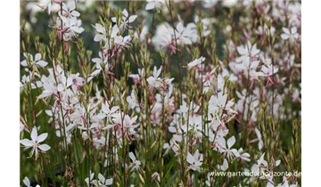 Gartenbaumschule Becker