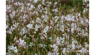 Gartenbaumschule Becker