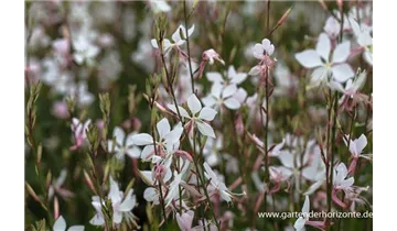 Gartenbaumschule Becker