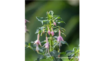 Gartenbaumschule Becker