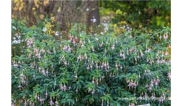 Gartenbaumschule Becker