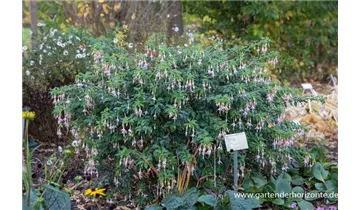 Gartenbaumschule Becker