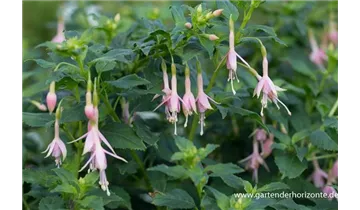 Gartenbaumschule Becker