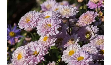 Gartenbaumschule Becker