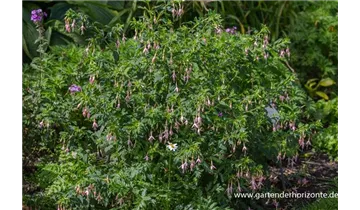 Gartenbaumschule Becker