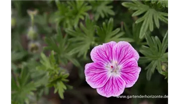 Gartenbaumschule Becker