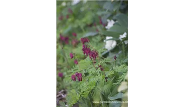 Gartenbaumschule Becker