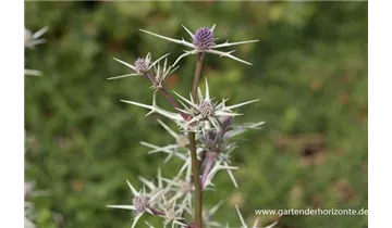Gartenbaumschule Becker