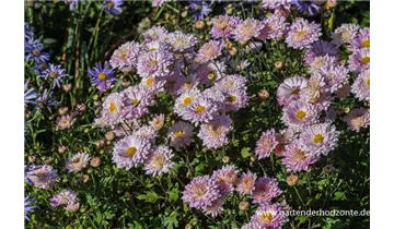 Gartenbaumschule Becker