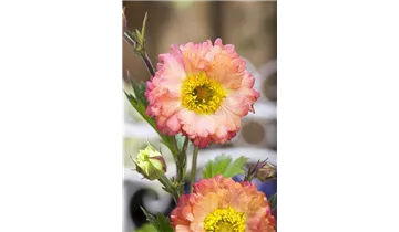 Gartenbaumschule Becker